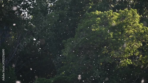 Poplar Pollen Floating in Slow Motion Over Dark Green Background.A mesmerizing slow-motion shot of white poplar seeds and pollen drifting through the air. The particles are backlit by golden sunlight,