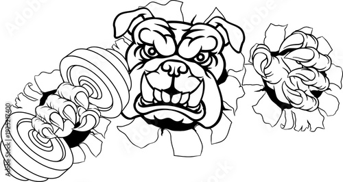 A bulldog dog weight liftin...
