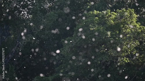 Poplar Pollen Floating in Slow Motion Over Dark Green Background.A mesmerizing slow-motion shot of white poplar seeds and pollen drifting through the air. The particles are backlit by golden sunlight,