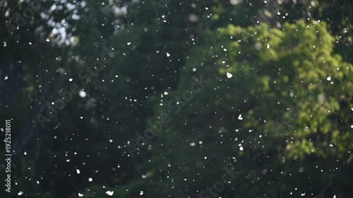 Poplar Pollen Floating in Slow Motion Over Dark Green Background.A mesmerizing slow-motion shot of white poplar seeds and pollen drifting through the air. The particles are backlit by golden sunlight,