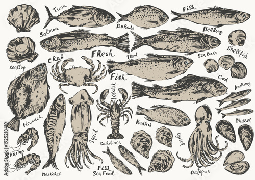 Hand drawn ink sketch of seafood, fish. Octopus squid lobster crab. Oyster prawn shrimp mussel salmon tuna dorado. Trout sardine anchovy flounder mackerel herring. For food background.