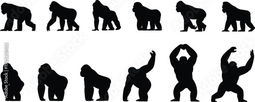 Set of gorilla silhouettes in various poses including walking, standing, and sitting for wildlife design, cad drawing flat vector illustration, animal graphic elements.