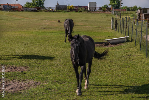 schwarze Pferde draußen auf grüner Wiese