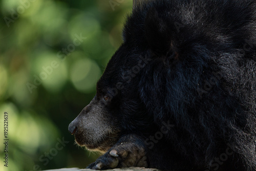 Bear in protected area in Laos