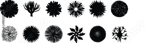 Black tree top view silhouette collection with detailed canopy and branch shapes, isolated on white background, botanical elements for landscape architecture design