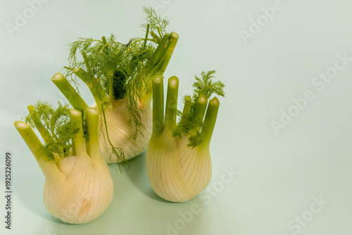 Three fresh, organic fennel bulbs on a yellow-green background with free space for additional content.