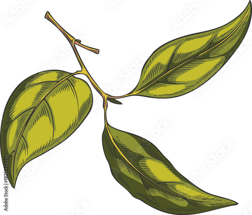 Sandalwood leaves on a branch, hand-drawn watercolor sketch.