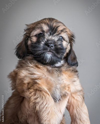 boomer puppy