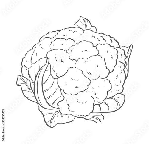 Black and white line of a cauliflower with leaves vegetable food