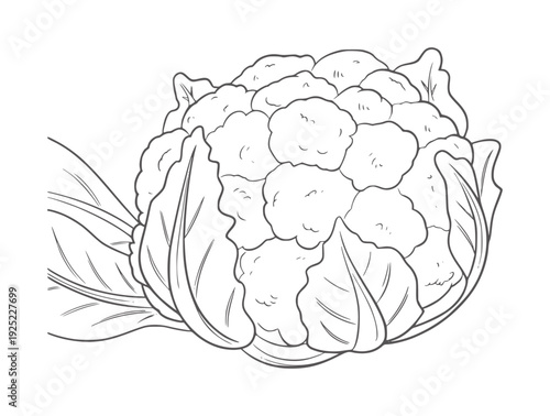 Black and white line of a fresh cauliflower with green leaves vegetable food