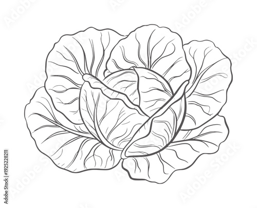 Black and white line of a whole cabbage with leaves vegetable food