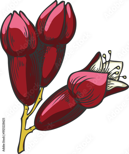 A flowering branch of sandalwood with flower buds, hand-drawn watercolor sketch.