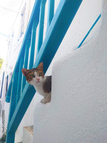 Cat Sitting on White Steps in Mykonos Greece
