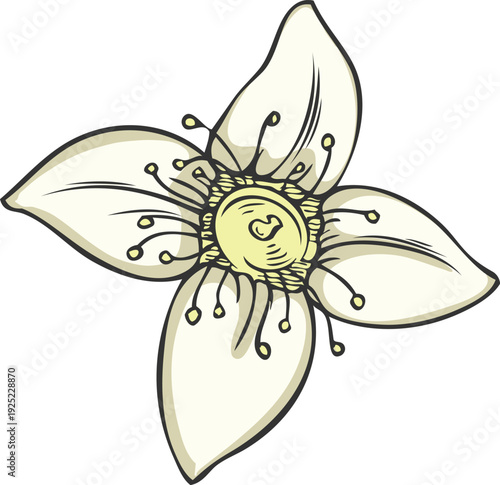 Sandalwood tree flower sketch, vector hand drawn white blossom essential herb, aroma plant, organic cosmetics ingredient