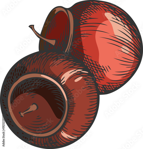 Sandalwood tree red two seeds sketch, vector hand drawn essential herb grains, medicinal plant, cosmetics ingredient