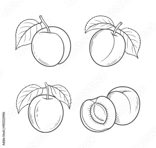 Black and white line of four plums with leaves one plum cut in half fruit food