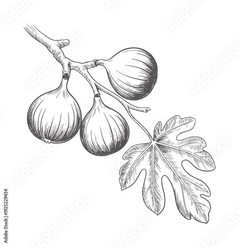 Black and white line of ripe figs a branch with a leaf fruit