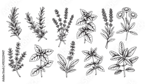 Collection of handdrawn botanical illustrations featuring various herbs and spices including rosemary, lavender, basil, chamomile, and thyme for natural product branding or recipe books