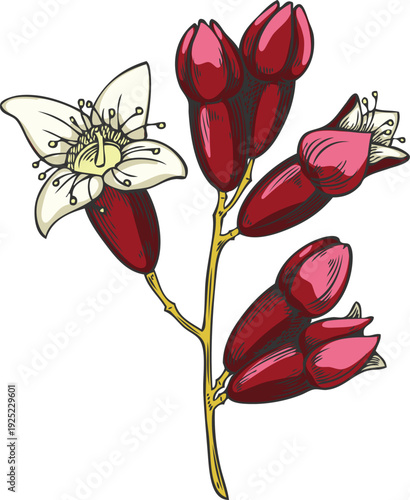 Sandalwood tree twig with flowers sketch, vector hand drawn organic cosmetics, perfume ingredient, medicinal aroma plant