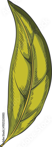 Green sandalwood leaf, tropical plant, hand-drawn watercolor sketch.
