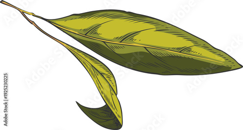 Sandalwood tree green leaves sketch, vector hand drawn essential herb foliage, medicinal aroma plant