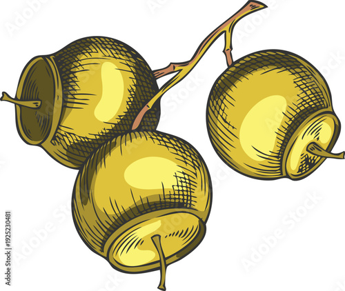 Sandalwood tree bunch of seeds sketch, vector hand drawn essential herb grains, medicinal plant, cosmetics ingredient