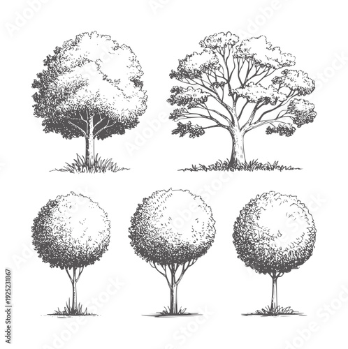 Black and white of five diverse trees nature foliage