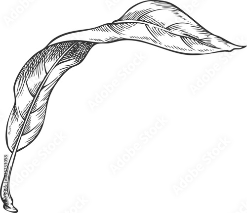 Lucuma tree leaf vector sketch, engraved hand drawn essential herb, medicinal aroma plant, ayurvedic foliage ingredient