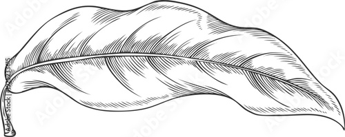 Lucuma tree leaf falling vector sketch, engraved hand drawn essential herb, medicinal aroma plant, ayurvedic foliage