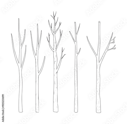 Five bare tree trunks with branches in black and white line twig