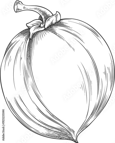 Lucuma, a Peruvian tropical fruit, superfood, black and white hand sketch.