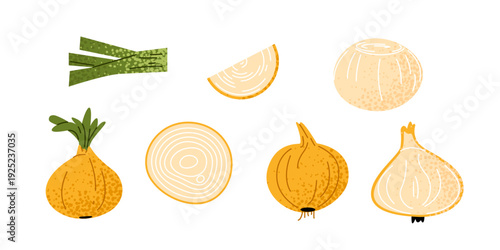 Set of onions in different forms including whole bulbs, sliced rings and green stalk. The main focus is a fresh vegetable ingredient for cooking concepts.