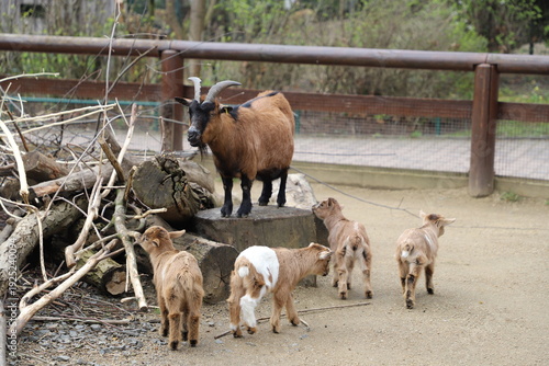 Quadro su tela An adult dwarf or Nigerian Dwarf goat with several kids.