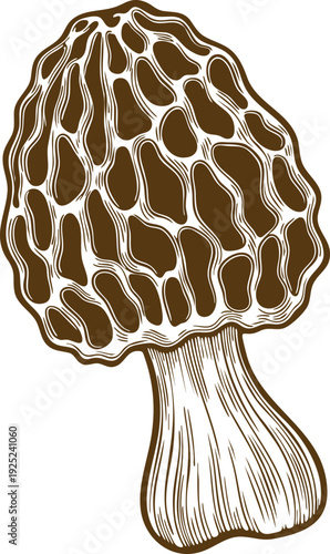Morel Mushroom Illustration