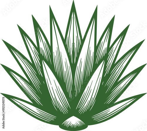 Green Succulent Plant Illustration