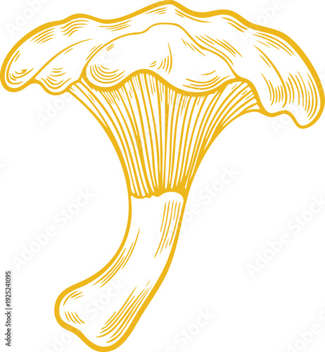 Golden Chanterelle Mushroom Drawing
