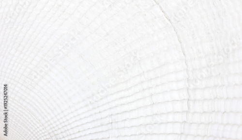 background texture of white seashell closeup