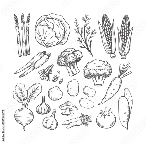 Black and white ink of assorted fresh vegetables and herbs asparagus cabbage corn