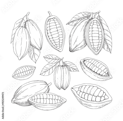 Black and white line of cocoa pods and beans cacao fruit