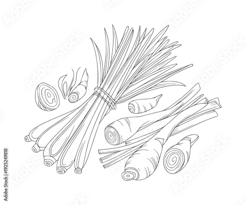 Black and white line of lemongrass and ginger roots herb spice