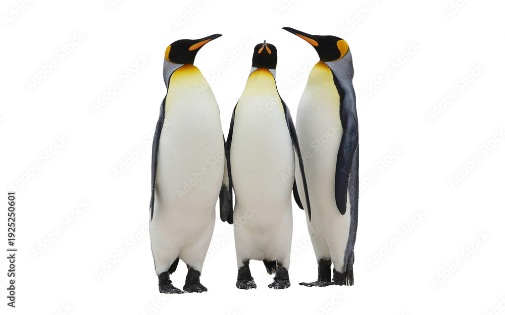 Obraz premium Three King Penguins Standing Together Isolated on White Background