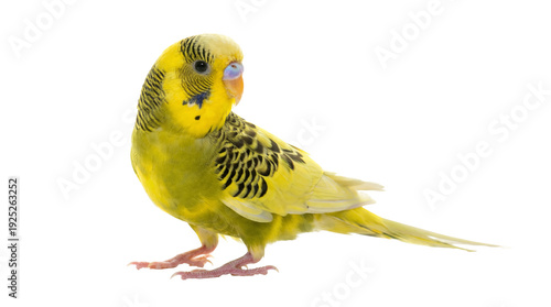 Photos transparent png image of a yellow budgerigar parrot with a transparent background cutout