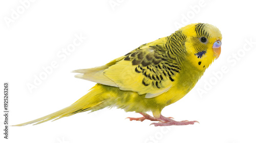 Fotografie a detailed png image of a bright yellow budgerigar parakeet, isolated against a transparent background for versatile design use