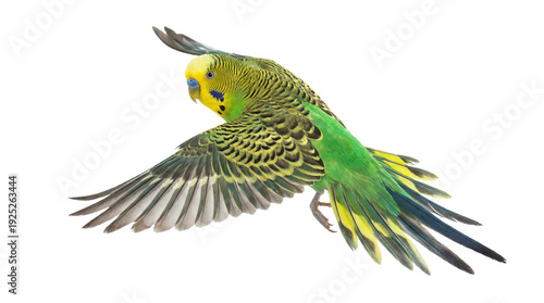 Fotografía vibrant green budgerigar in mid-flight against a white background, showcasing its detailed feathers and bright yellow head