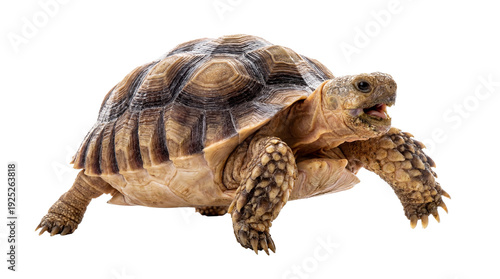 Bild auf Leinwand detailed photograph of a sulcata tortoise isolated against a transparent background, showcasing its rugged shell and scaly limbs in high resolution