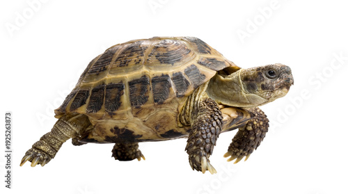 Foto a detailed close-up photograph of a russian tortoise walking slowly across a plain transparent background, highlighting its textured shell and scales
