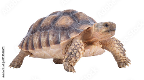high-resolution png image of a desert tortoise with a transparent background, featuring detailed textures of its shell and skin for easy integration into designs.