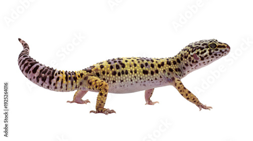 Photos a captivating leopard gecko, isolated on a transparent png background, highlights its intricate black and yellow spotted skin