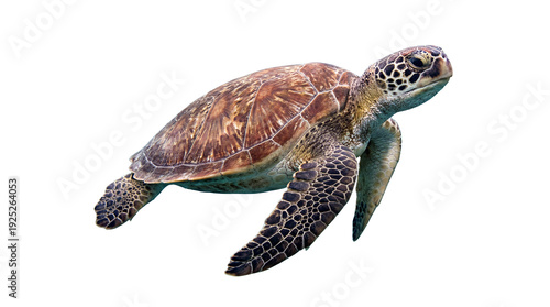 realistic photograph of a sea turtle gracefully swimming underwater with a white background.