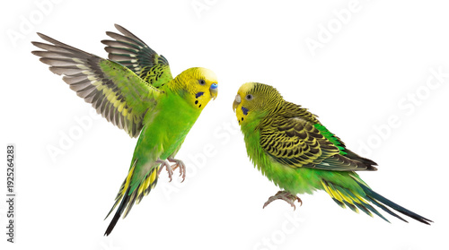 Photography two bright green budgerigars with yellow heads perched and in flight against a clean white background, showcasing intricate feather patterns and vibrant colors, perfect for pet-related content